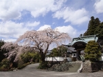 2012sakura_1.jpg