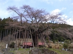 2012sakura_4.jpg