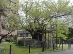 iwate_ishiwari1.jpg