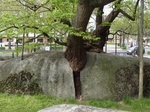 iwate_ishiwari2.jpg