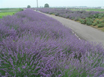 lavender1.jpg