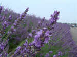 lavender2.jpg
