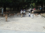nara_3.jpg
