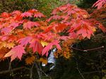 nikko201210b.jpg